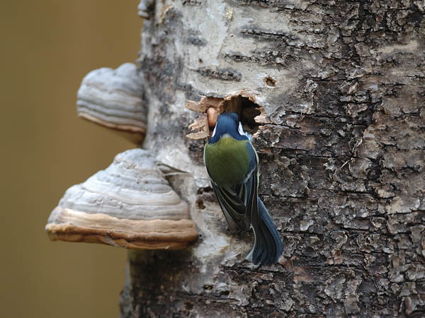 Talitiainen, Great Tit, Parus major